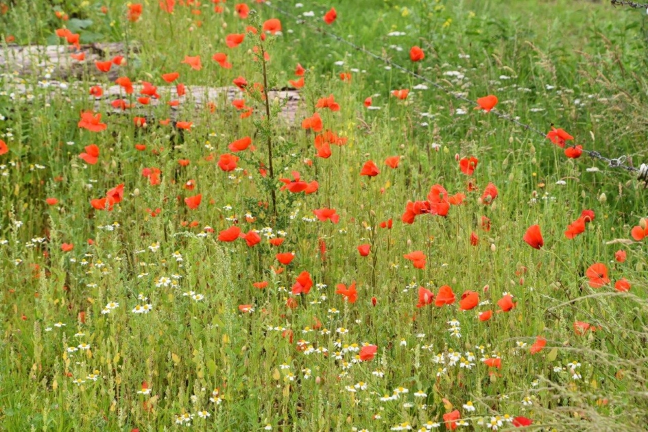 Klaprozen - Planten - 