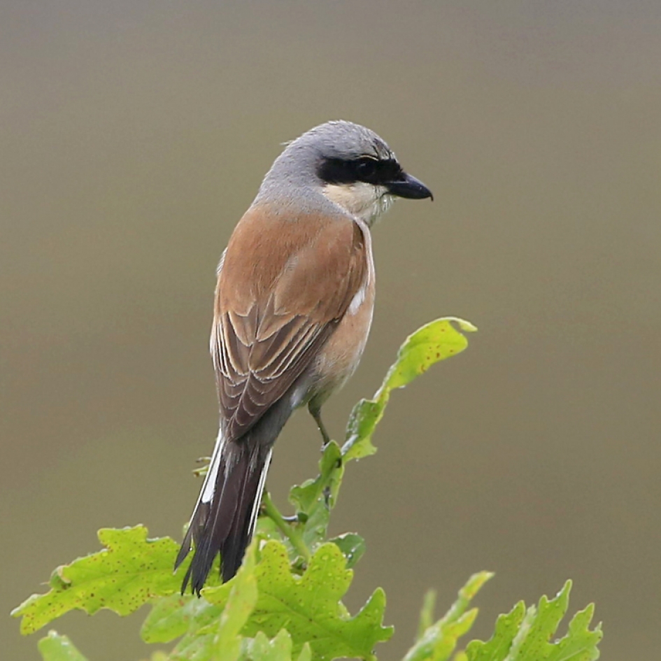 Klauwier - Vogels - Grauwe Klauwier
