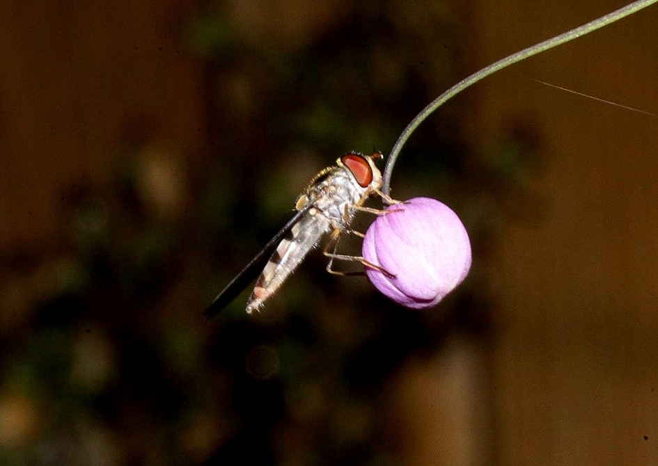 Klein - Geleedpotigen - Zweefvlieg
