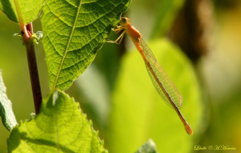 kleine libelle - Geleedpotigen - 