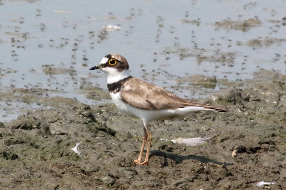 Kleine plevier - Vogels - 
