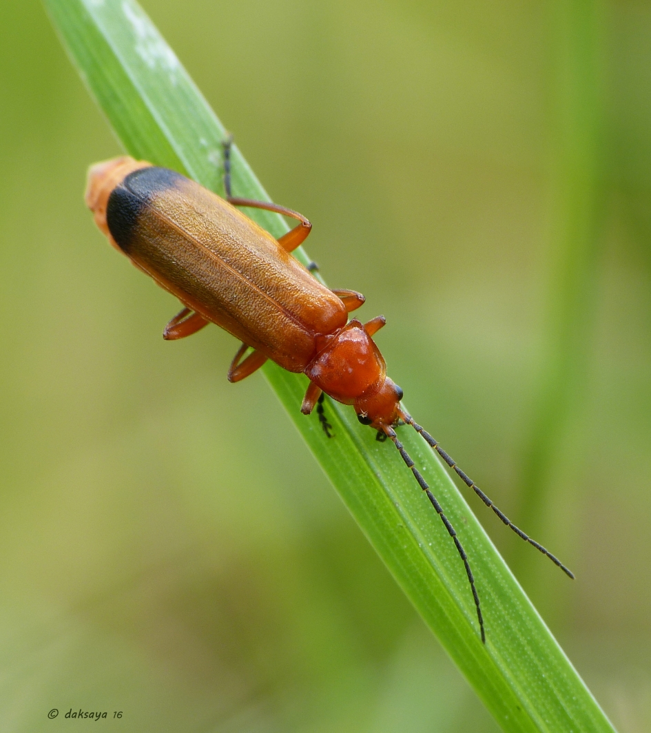Kleine rode weekschildkever - Geleedpotigen - Kleine rode weekschildkever