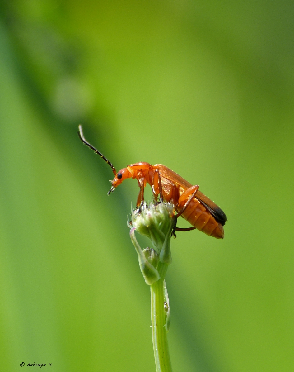 Kleine rode weekschildkever - Geleedpotigen - Kleine rode weekschildkever
