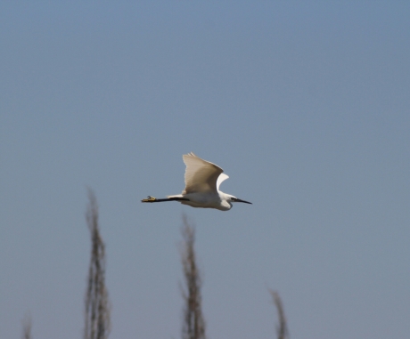 Kleine zilverreiger