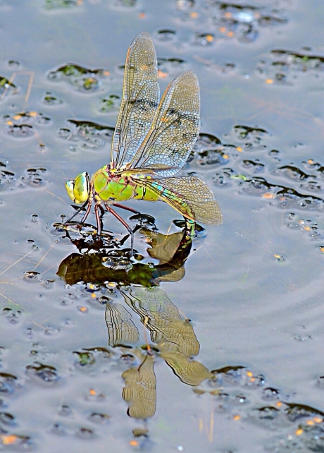 Kleurige eiafzetting Grote Keizerslibel
