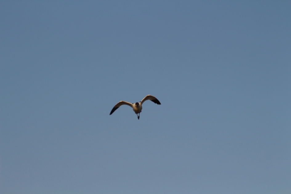 Kluut in de aanval - Vogels - Kluut