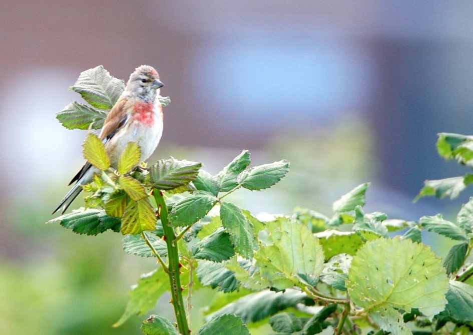 Kneu - Vogels - Kneu