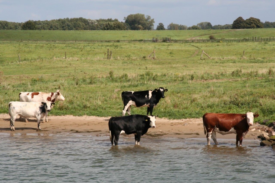 Koeien - Zoogdieren - 