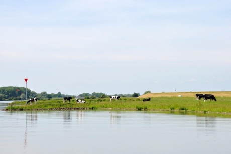 Koeien langs de Lek