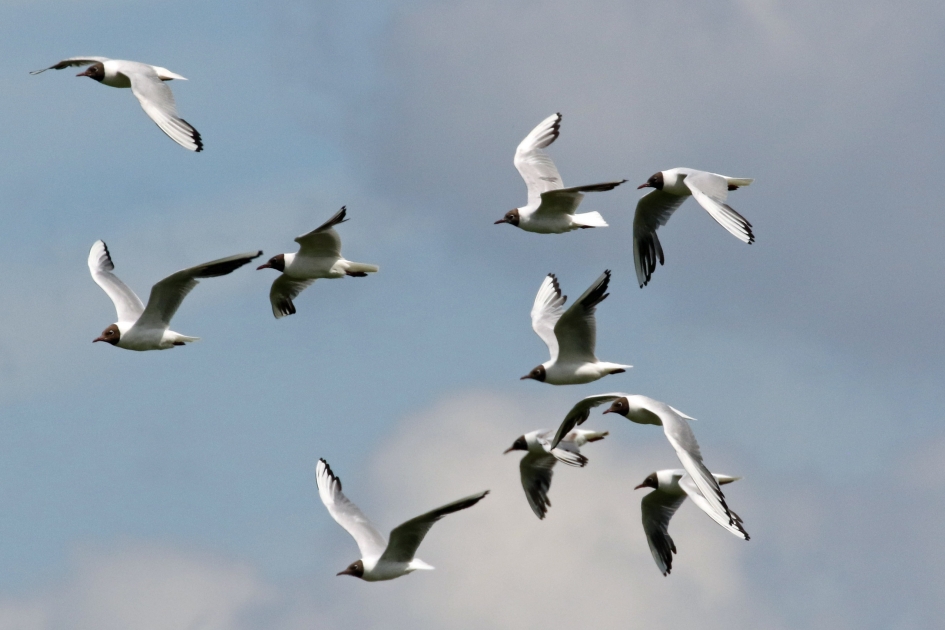 Kokmeeuwen - Vogels - 