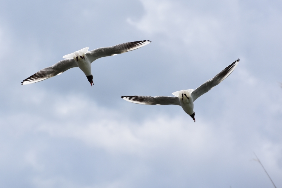 Kokmeeuwen - Vogels - 