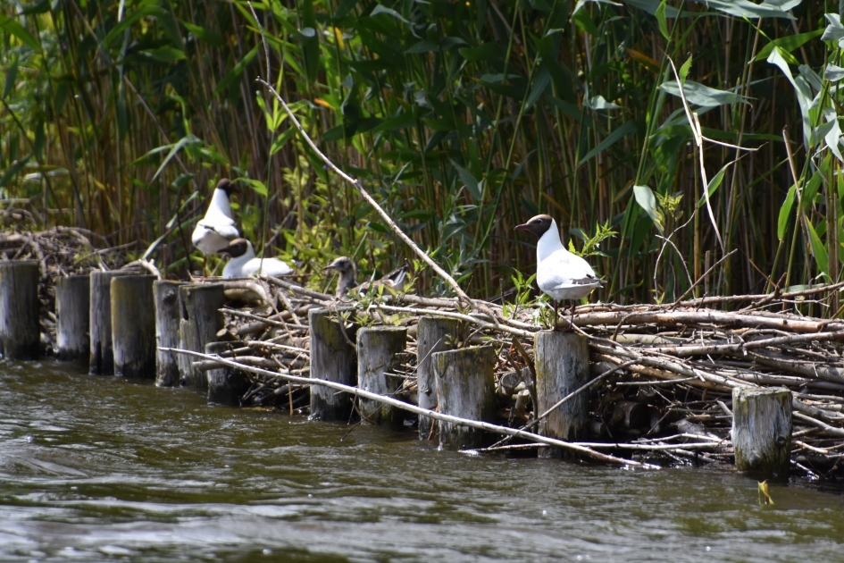 Kokmeeuwen kolonie - Vogels - 