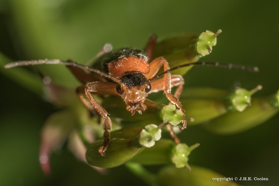 Kom maar op. - Geleedpotigen - Zwartsoldaatje