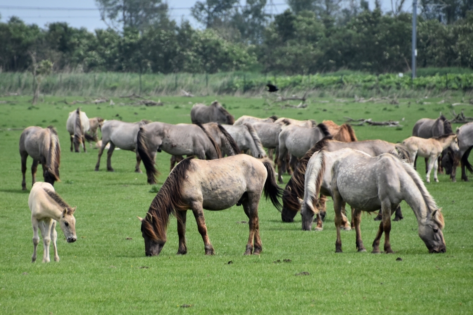 Konikpaarden - Zoogdieren - 