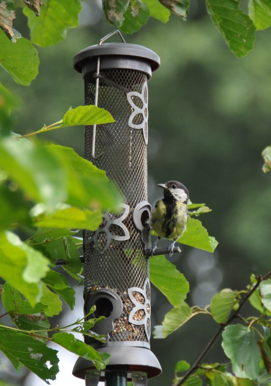 Koolmeesje - Vogels - 