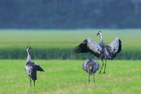 Kraanvogels doen het goed ...