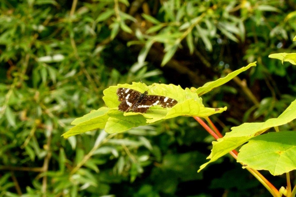 Landkaartje - Geleedpotigen - Landkaartje