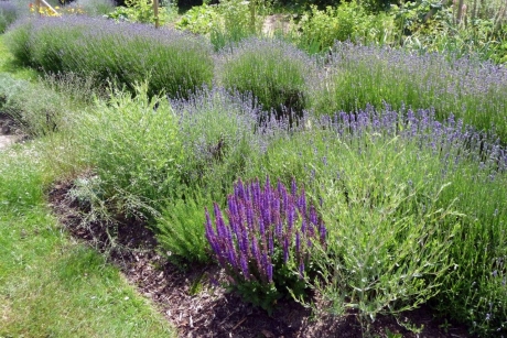 Lavendel