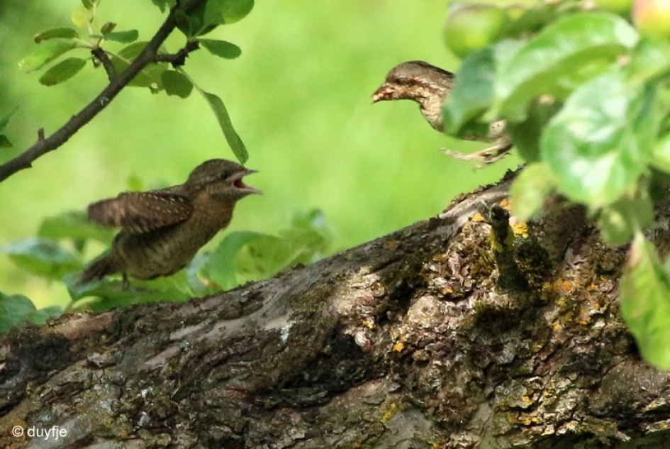 Lekker hapje - Vogels - Draaihals met jong.