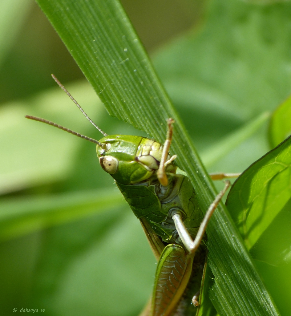 Lekker knabbelen... - Geleedpotigen - Sprinkhaan