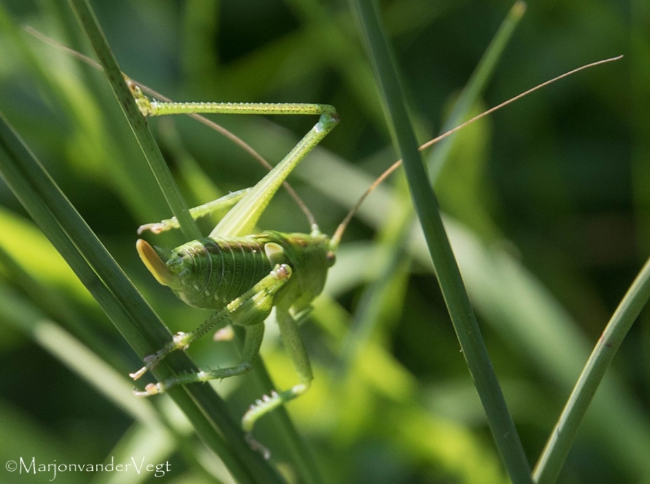 Lekker kontje - Geleedpotigen - Sprinkhaan