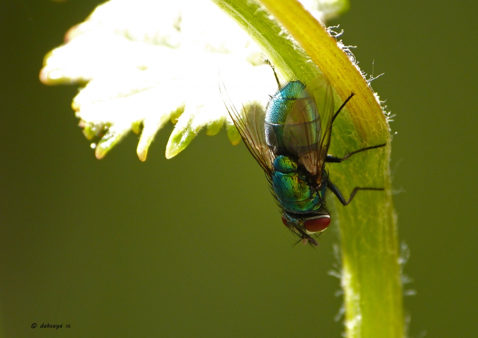 Looking down - Geleedpotigen - 