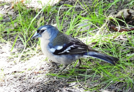 Mannetjes vink