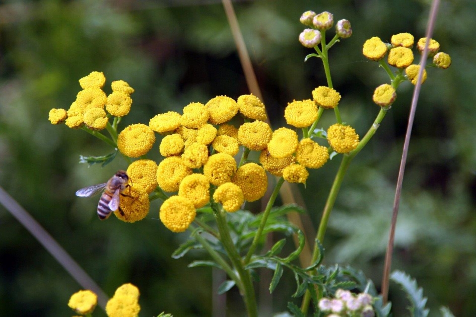 Met bezoek.. - Planten - 