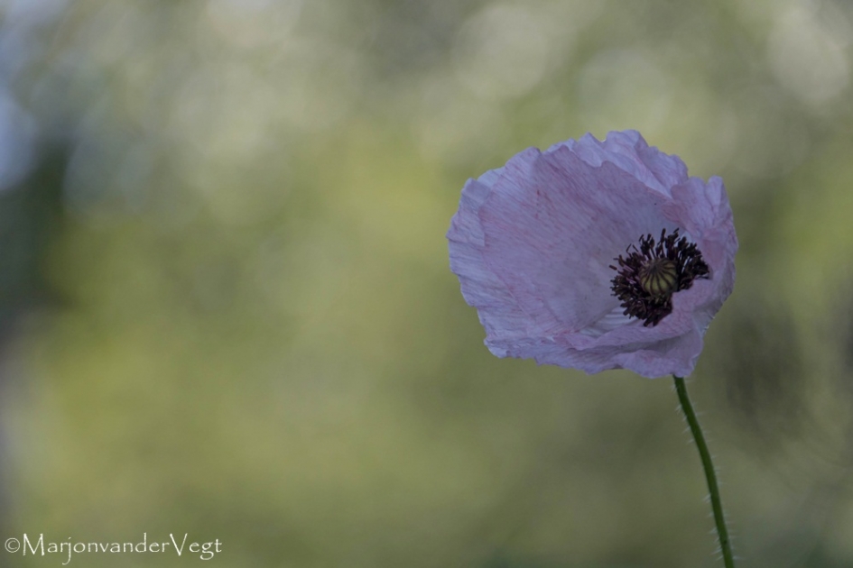 Mooi paars - Planten - klaproos