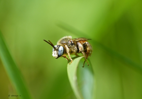Tweevlekkige sachembij