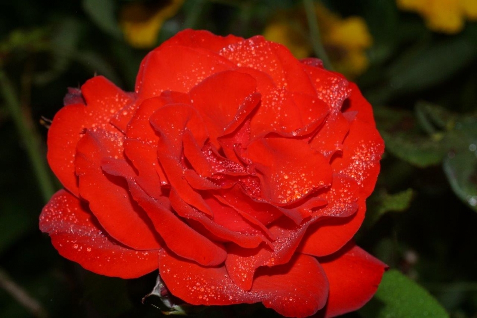 Motregen - Planten - Roos