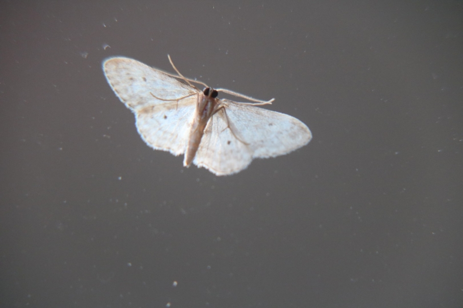 Motvlinder - Geleedpotigen - 