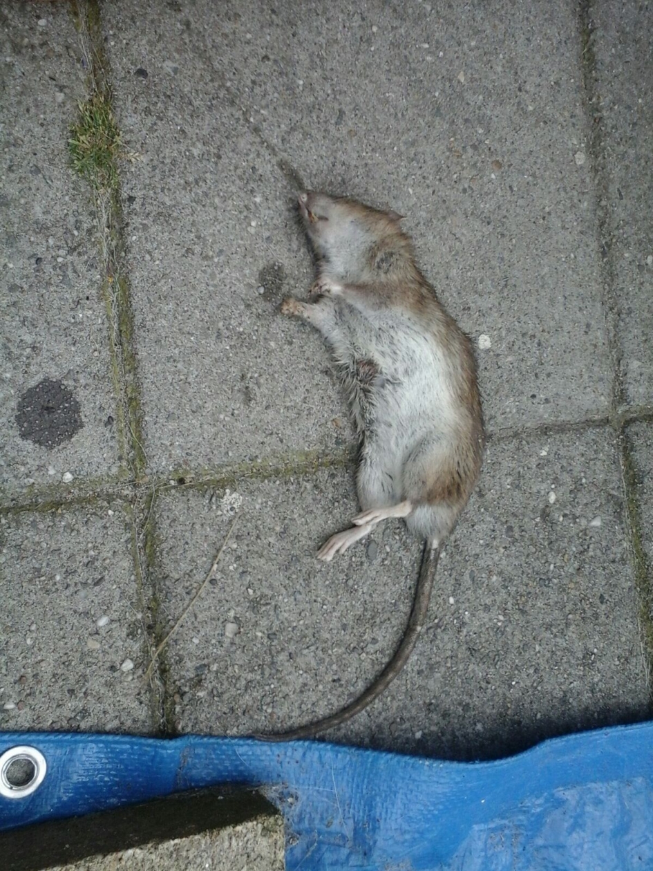 Muisvangende husky - Zoogdieren - Bruine rat