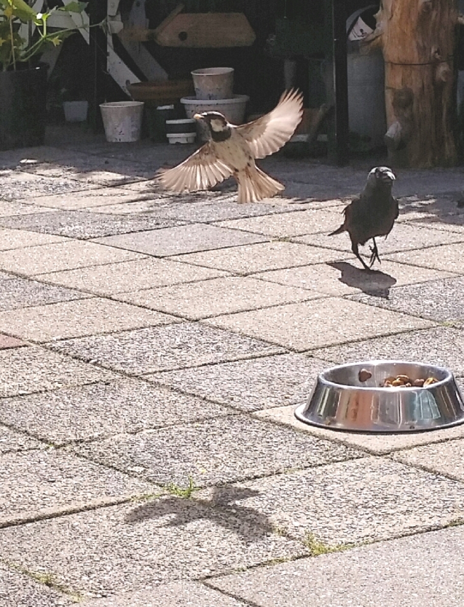 Mus gek op hondenvoer - Vogels - Mus