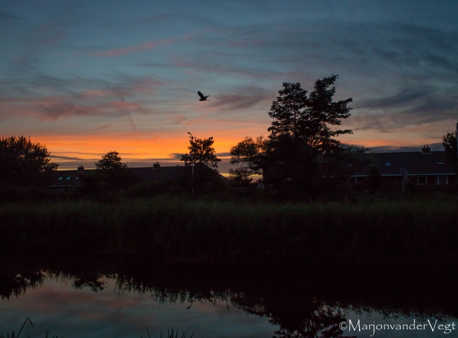 Haagse règâh in de avondzon - Vogels - Reiger