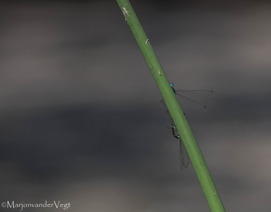 Kapitein éénoog - Geleedpotigen - waterjuffer