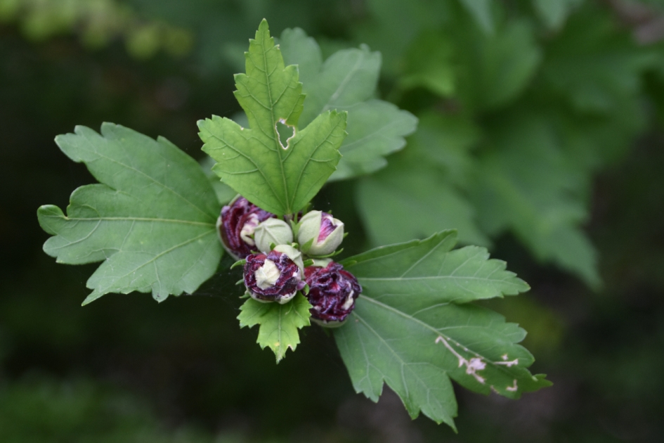 Hibiscus - Planten - 