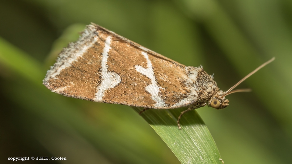 Nachtvlinder.... - Geleedpotigen - 