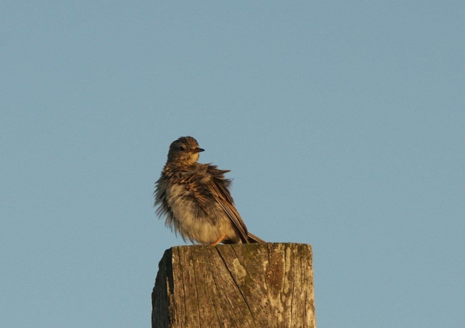 net uit bad - Vogels - Graspieper