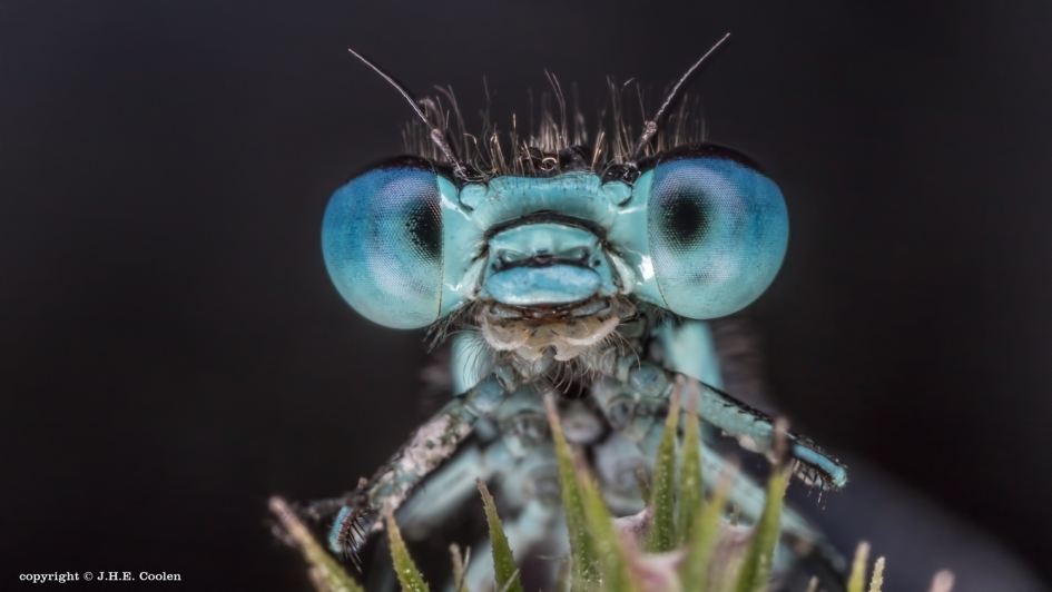 Net wakker - Geleedpotigen - juffer