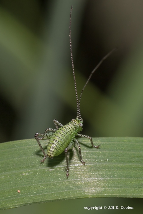 Nimf struiksprinkhaan