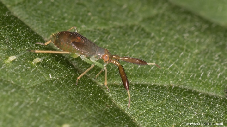 Nimf v/d Heterotoma planicornis - Geleedpotigen - 