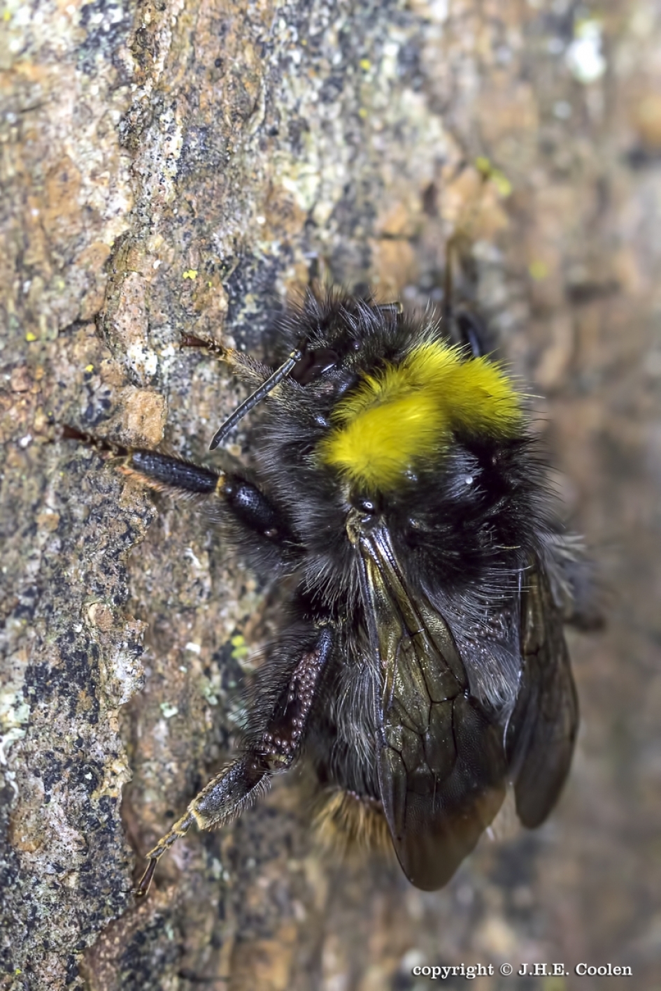 Oeps....boom - Geleedpotigen - Hommel