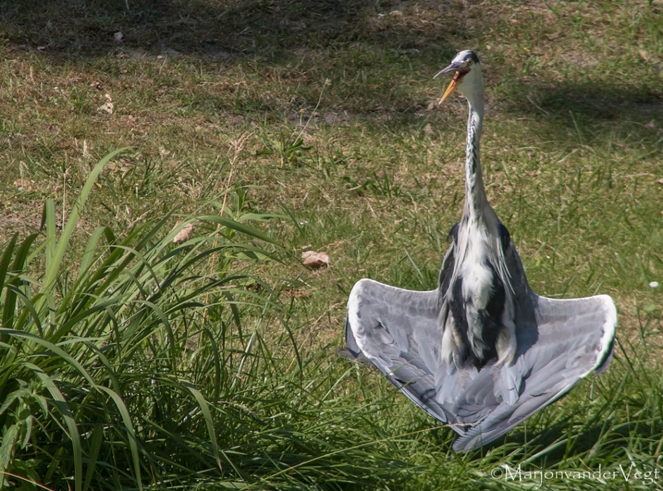 Oh moeder wat is 't heet ! - Vogels - Reiger