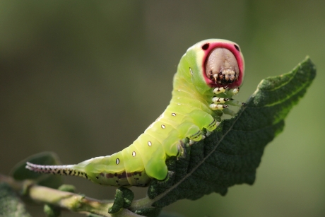 Om bang van te worden!