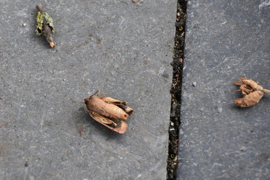 Op de rug - Geleedpotigen - 