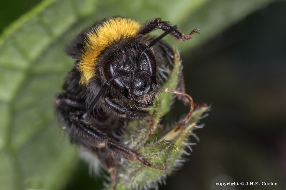 Op de spreekstoel - Geleedpotigen - Hommel