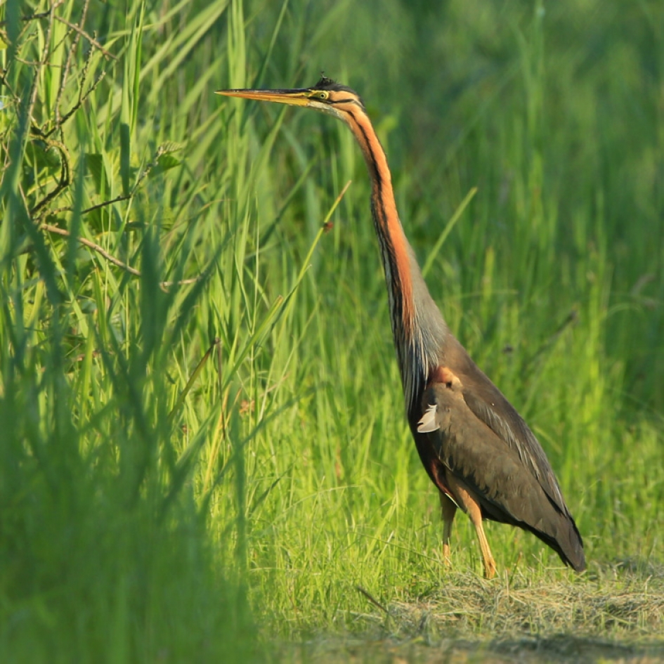 Op jacht ... - Vogels - Purperreiger