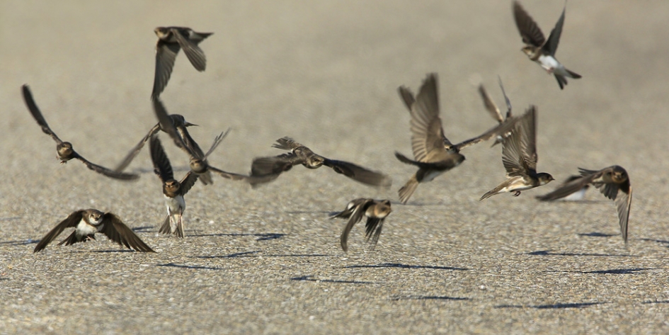 Opvliegertjes - Vogels - Oeverzwaluw