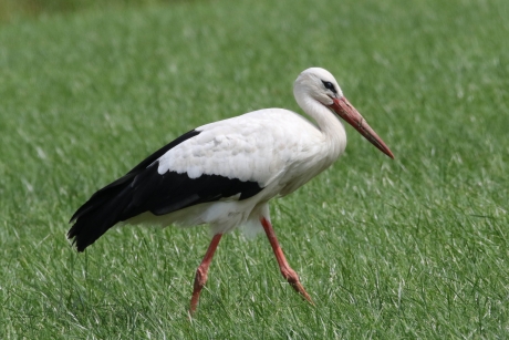 Opzij, opzij, opzij, want ik heb haast
